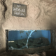 Most of the aquatic life has not been been sustained at the Fish Garden in Cairo